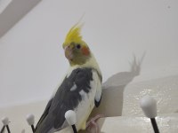 2 yaşında hazır sultan papağanı takım yuvalık kafes yemlik