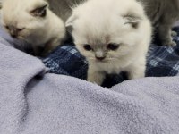 Müthiş Güzellikte Safkan Scottish Fold Yavrular