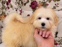 MALTİPOO PUF PUF ERKEK
