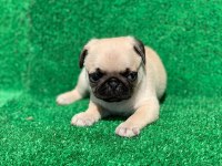 Pug mops (rıfkı) yavruları sizlerle