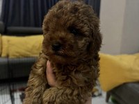 Sağlık Ve Irk Garantili Toy Poodle Yavrularımız 