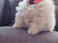 550 gr teacup pomeranian