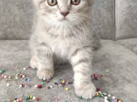 British shorthair 60 günlük erkek