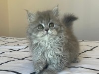 Oyuncul yavru british longhair