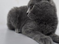 Yavru scottish fold kedisi
