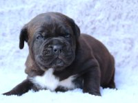 Fcı-Kıf Şecereli Safkan Cane Corso Yavrular