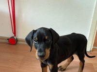 3 aylık erkek doberman şecereli ankara keçiören