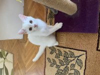 Oyuncu chinchilla kızım