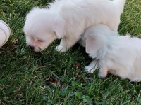 Kendi beslediğim maltese köpeğimin yavruları üretici değilim
