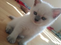 Muhteşem British Shorthair Blue Point Yavrularımız