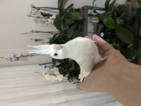 Albino bebek sultan papağanı