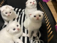 Scottish fold yavrular