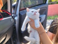 British shorthair w63 odd eyes erkek yavrum teslime hazır