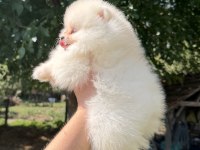 ZIRVE DİŞİ POMERANİAN BOO EN İYİSİNİ İSTEYENLERE