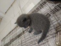 Anne baba british shorthair 40 günlük