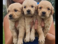 Golden retriever yavrulara yuva arıyoruz