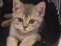 Yavru British Shorthair