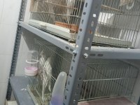 Albino eşli takım sultan papağanı