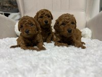 Muhteşem tüy yapısına sahip kore poodle yavrularımız