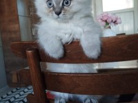 British Longhair 2,5 Aylık
