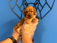 ORİJİNAL IRK GARANTİLİ MALTİPOO BEBEKLER