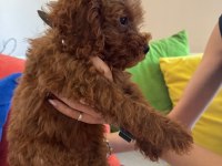 Mükemmel Kalitede Red Brown Poodle Yavru