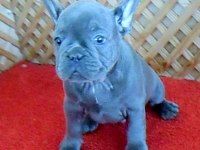 SOLİD BLUE QUAD ERKEK MİCRO FRENCH BULLDOG YAVRUMUZ