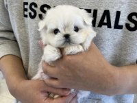 En guzel morkie bebekler
