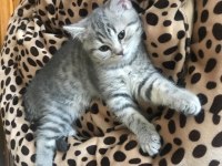 Silver tabby british shorthair