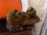 TEACUP KOREA BEBEK A KALİTE POODLE