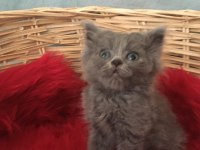 British Shorthair Minnoslarim