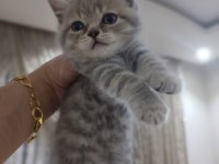 british shorthair kedisi