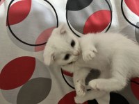 Süper yavrucuk british shorthair