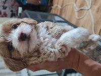 Maltipoo yavrumuz
