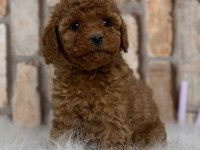 A kalite fincan şeklinde poodle