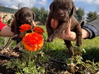 Labrador yavrularımız