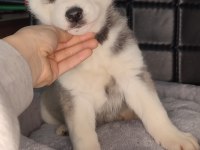 Orijinal husky yavrular
