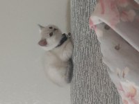 2 aylık yavru british shorthair