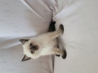 Güzel british shorthair yavrular