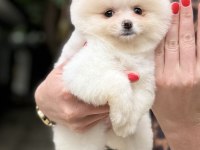 Dişi Pomeranian Boo