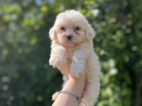 Erkek dişi mevcut köpekler