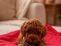KORE POODLE TEACUP YAVRUMUZ YENİ YUVASINI ARIYOR