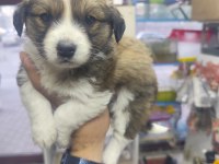 Rus finosu yavru köpeğimiz