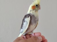 Bebek sultan papağanı