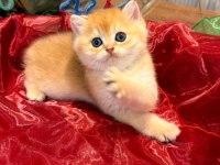 Golden Ny12 Top Kafa Safkan British Shorthair