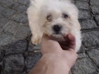 Dişi ve erkek maltese