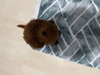 Çok Uyguna Toy Poodle Sahiplendirme