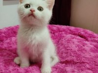 Uysal pablo british shorthair