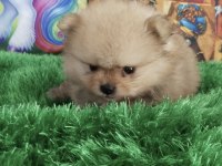 Bebek yüz pomeranian boo bebekler