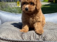 Toy Poodle Bebekler